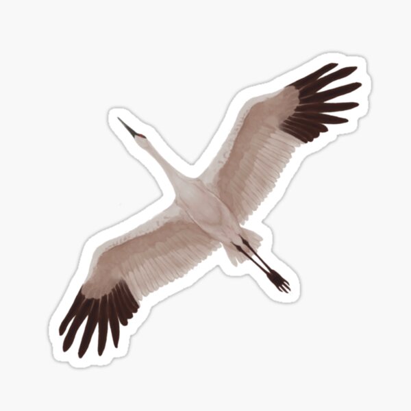 Item preview, Sandhill Crane Flying Overhead designed and sold by Christa  Schwanke.