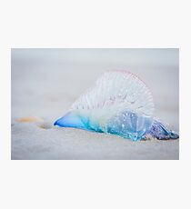 Man o' War Photographic Print