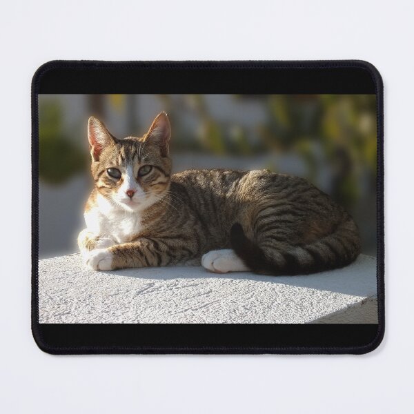 Item preview, A tabby with white cute Aegean cat photo from Greece designed and sold by EmeraldeaArt.