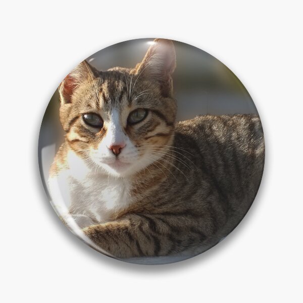 Item preview, A tabby with white cute Aegean cat photo from Greece with aegean text on it designed and sold by EmeraldeaArt.