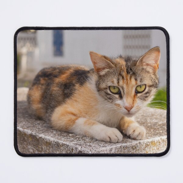 Item preview, real aegean cat - multicolor: red tabby white designed and sold by EmeraldeaArt.