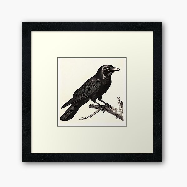 Item preview, Black and white Crow pencil drawing designed and sold by Pencil-Art.