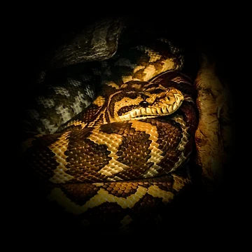 Artwork thumbnail, Python by Guardi71