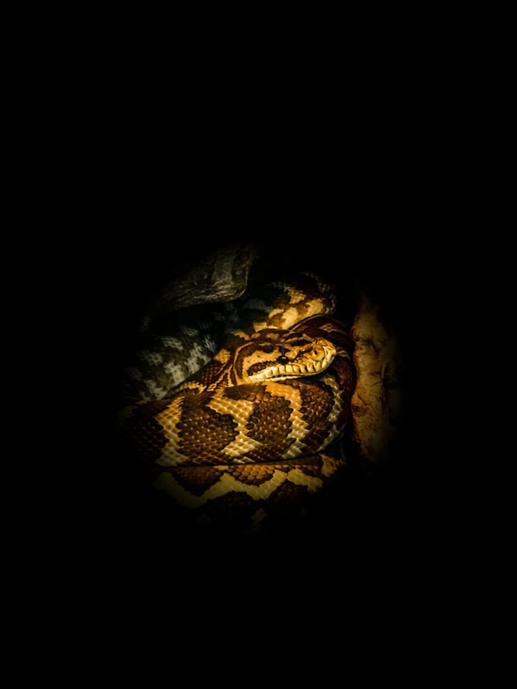 Thumbnail 4 of 4, iPhone Case, Python designed and sold by Guardi71.