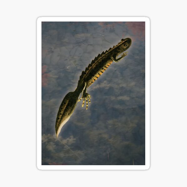 Newt Amphibian Water Aquatic Reptile Sticker