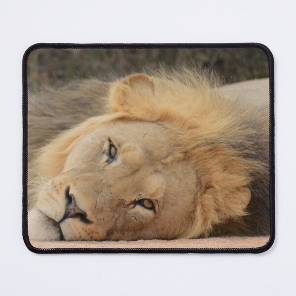 Item preview, Kalahari Lion lying down designed and sold by Che Dylan Millson.