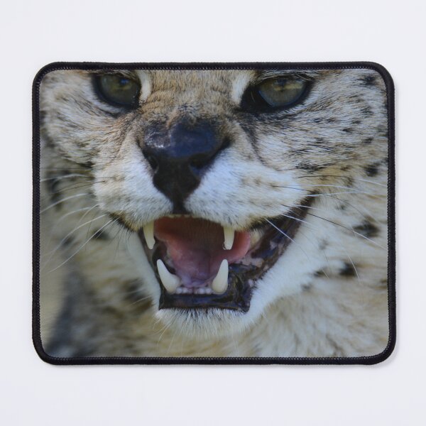 Item preview, Snarling caracal  designed and sold by Che Dylan Millson.