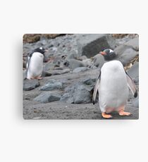 Penguin Friendship Metal Print