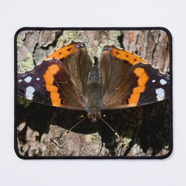 Item preview, Who is there. Red admiral designed and sold by Jouko Lehto Photography.