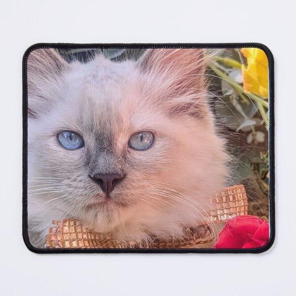Item preview, Ragdoll Mainecoon kitten designed and sold by Fluffycat2020.