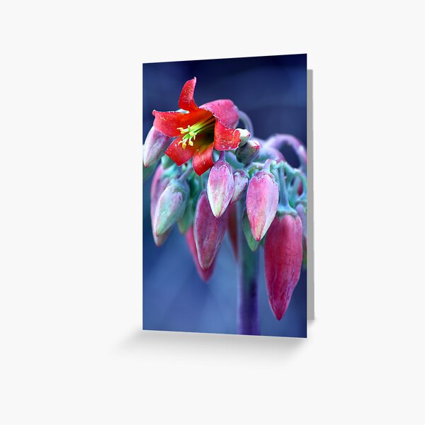 Item preview, succulent designed and sold by outbackjack.