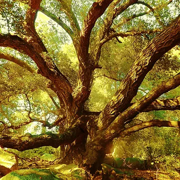Artwork thumbnail, Tree Magic by Robert Ball