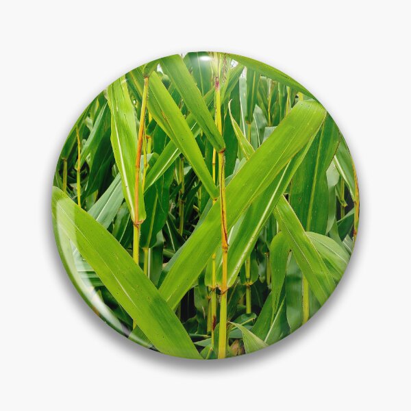 Item preview, Corn Stalks designed and sold by bjtomiko.
