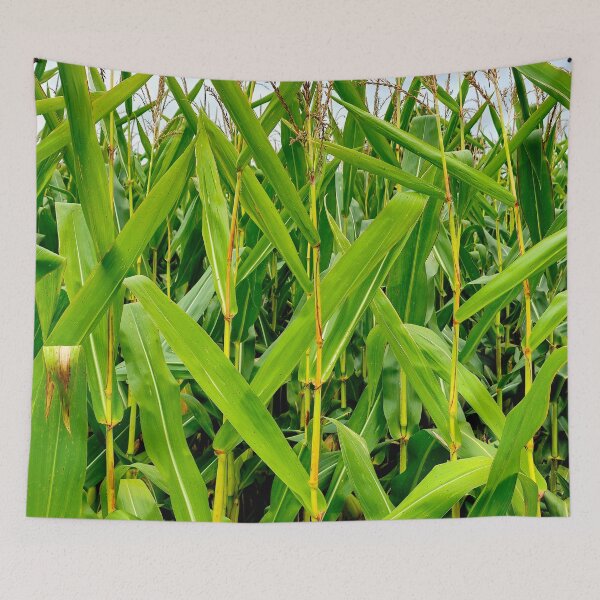 Item preview, Corn Stalks designed and sold by bjtomiko.