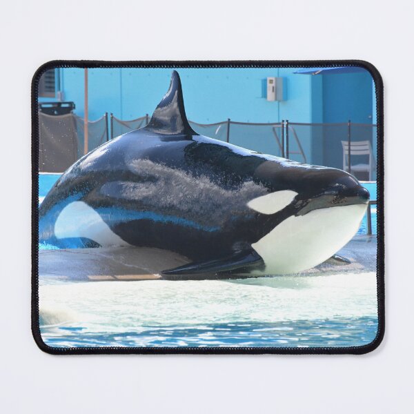 Item preview, Seaworld orca Malia designed and sold by Axolotlqueen141.