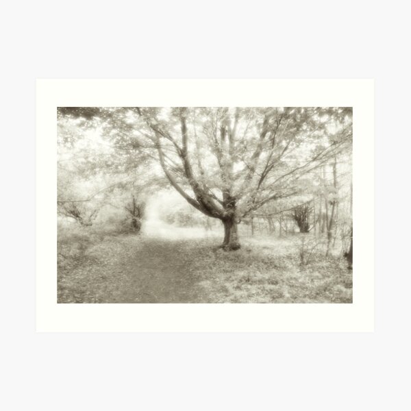 An Ageless Place Art Print