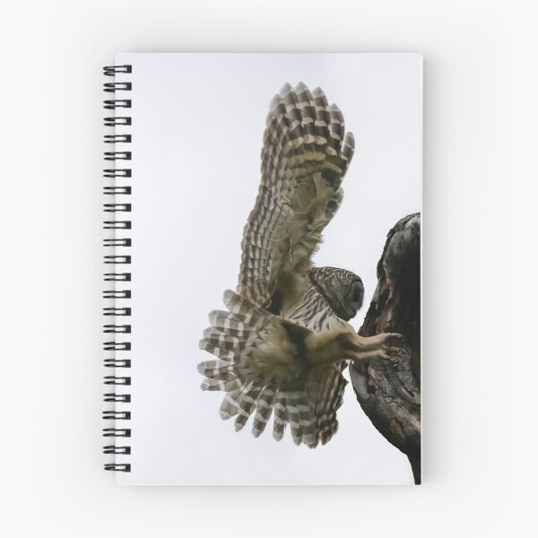 Item preview, Mama Barred owl Smooth Landing designed and sold by Puttaswamy Ravishankar.