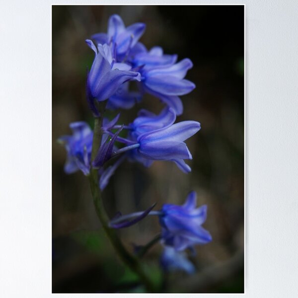 Item preview, Pretty bluebells designed and sold by Agnes McGuinness.
