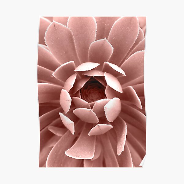 Blush Pink Succulent Plant, Cactus Close Up Poster