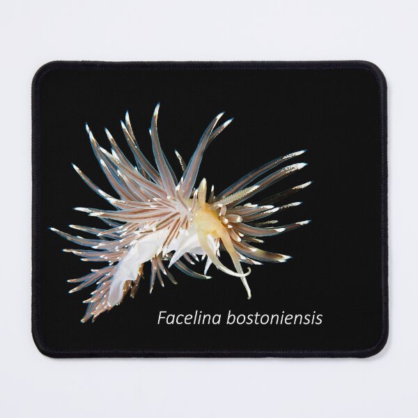 Item preview, Facelina bostoniensis - nudibranche designed and sold by Tom Sillen.