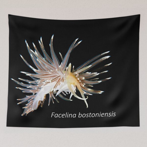 Item preview, Facelina bostoniensis - nudibranche designed and sold by Tom Sillen.
