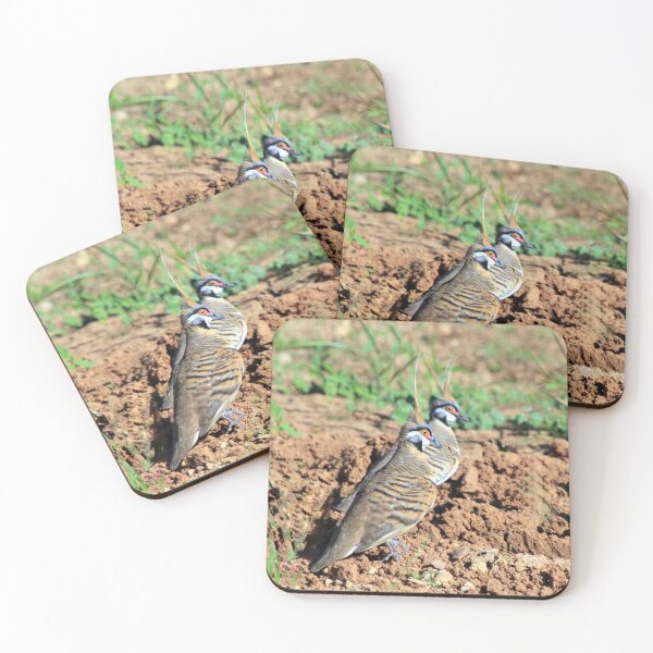 Item preview, Spinifex Pigeons  designed and sold by BirdsAlive.