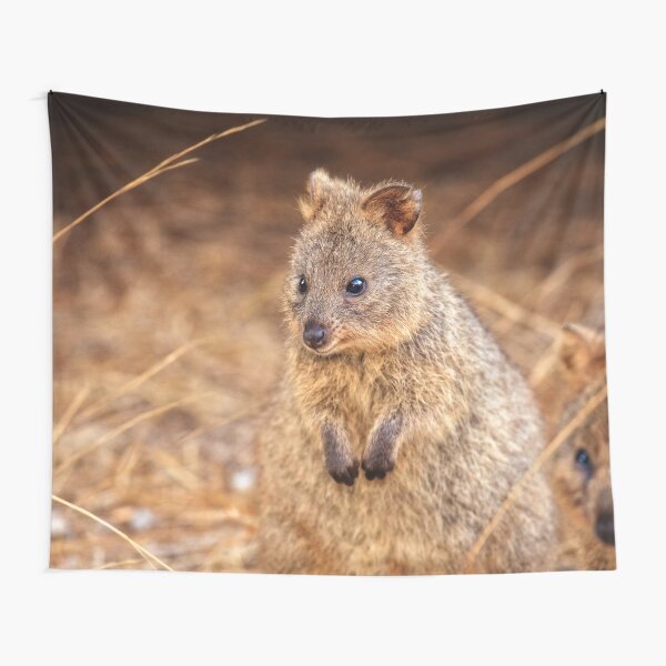 Quokka Cuteness, Rottnest Island Tapestry