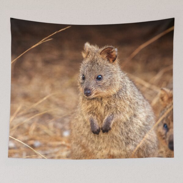 Artikelvorschau, Niedlichkeit der Quokkas, Rottnest Island entworfen und verkauft von Dave Catley.