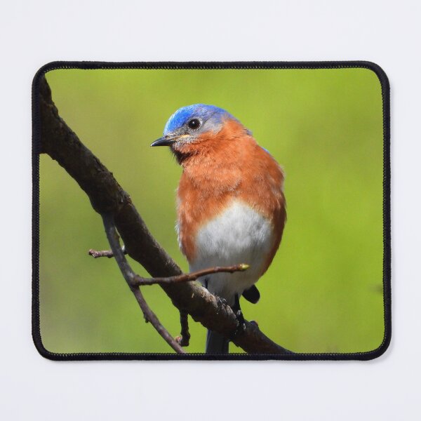 Item preview, Guarding the Nest designed and sold by Barnbk02.