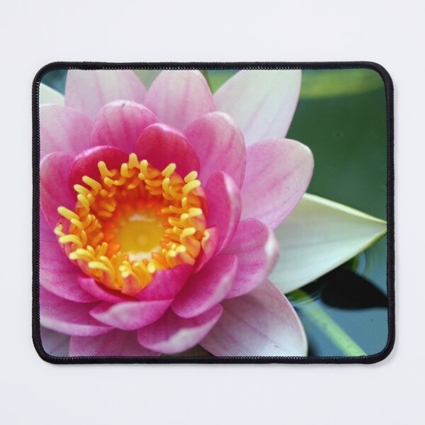 Item preview, Pink Water Lily designed and sold by Kenziewenze.