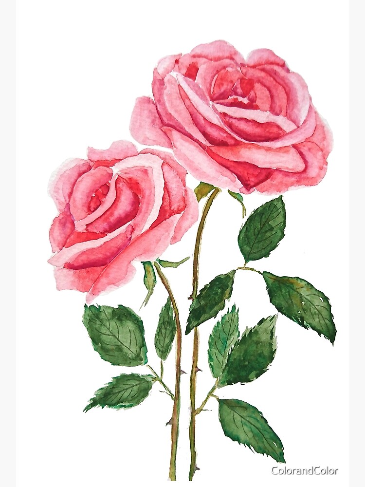 Carte de vœux « 2 roses roses aquarelle », par ColorandColor | Redbubble