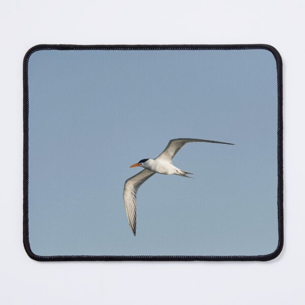 Item preview, Royal Tern designed and sold by Puttaswamy Ravishankar.