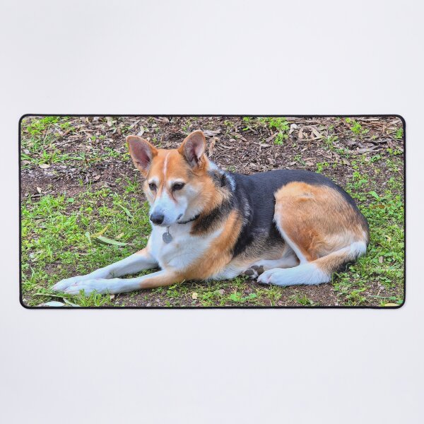 Item preview, Adorable pet dog waiting patiently designed and sold by FranWest.