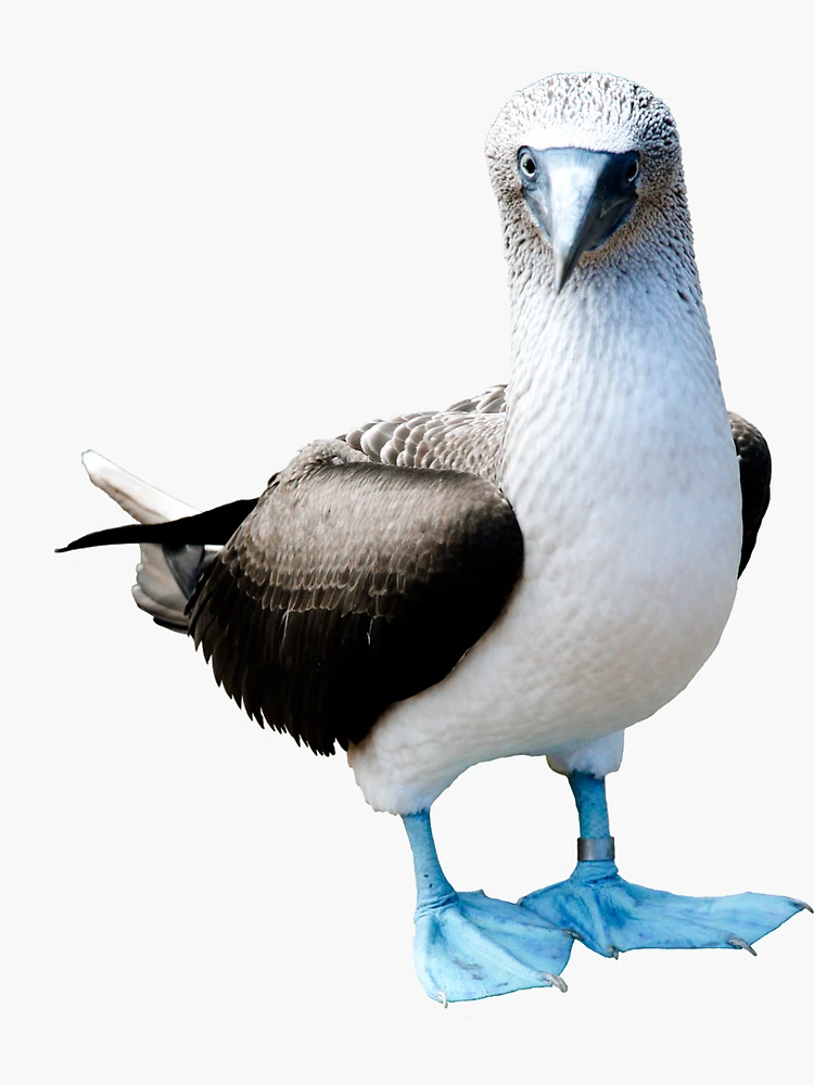 Types of Booby Birds Galapagos Wildlife' Sticker