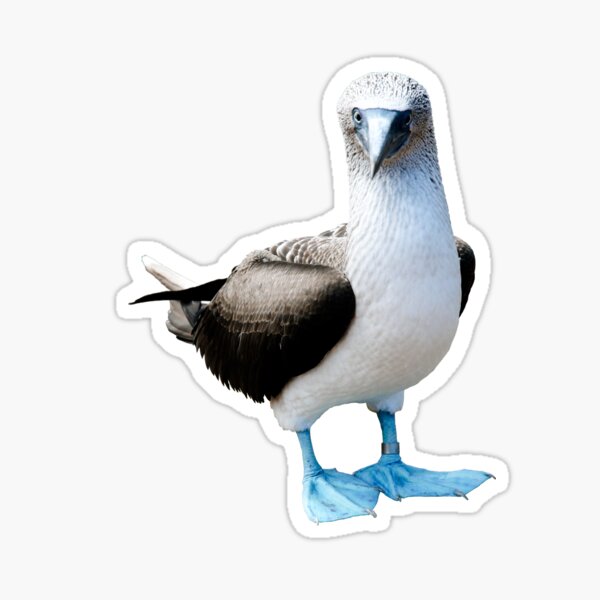 Item preview, Blue-Footed Booby designed and sold by tiffanyeulalia.