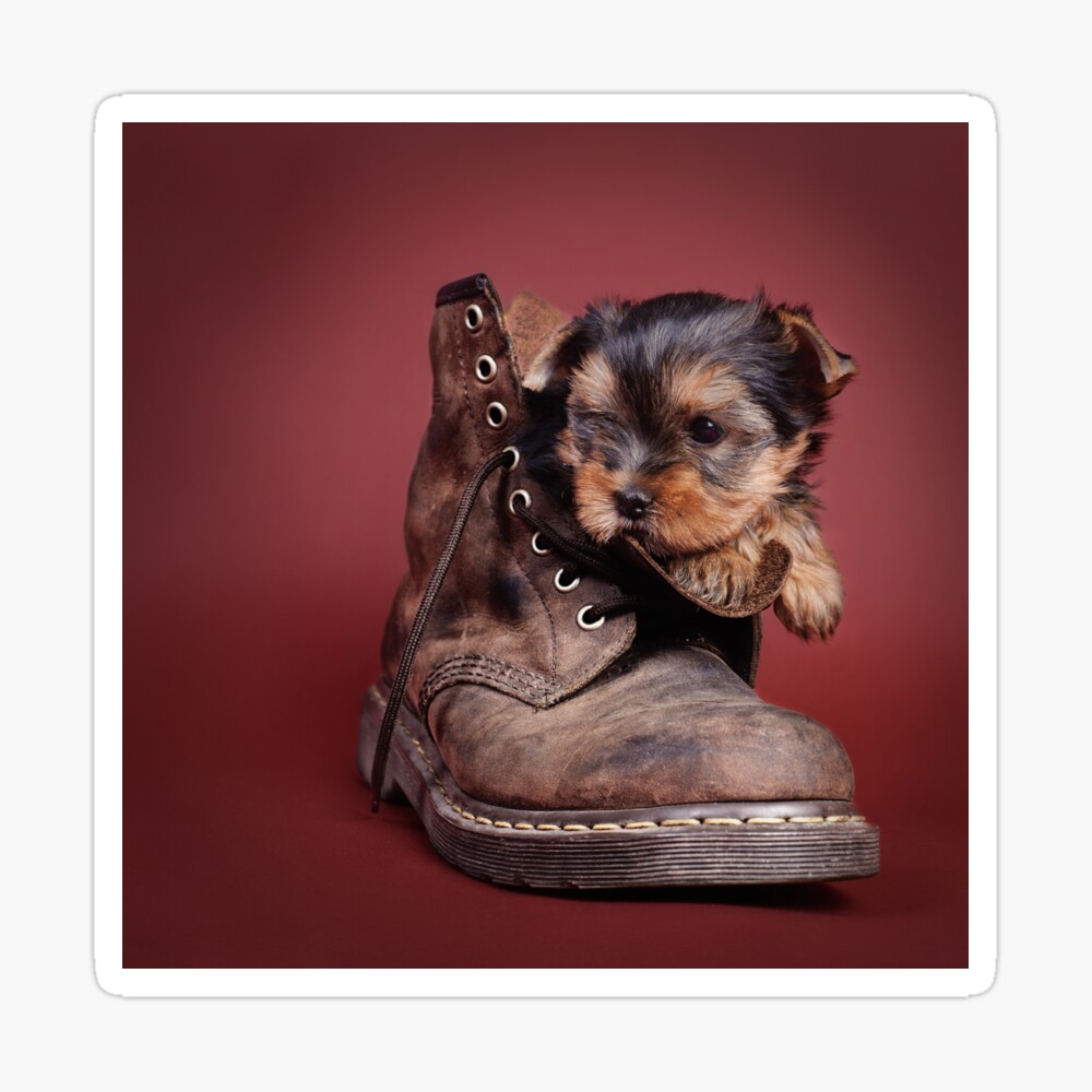yorkie booties
