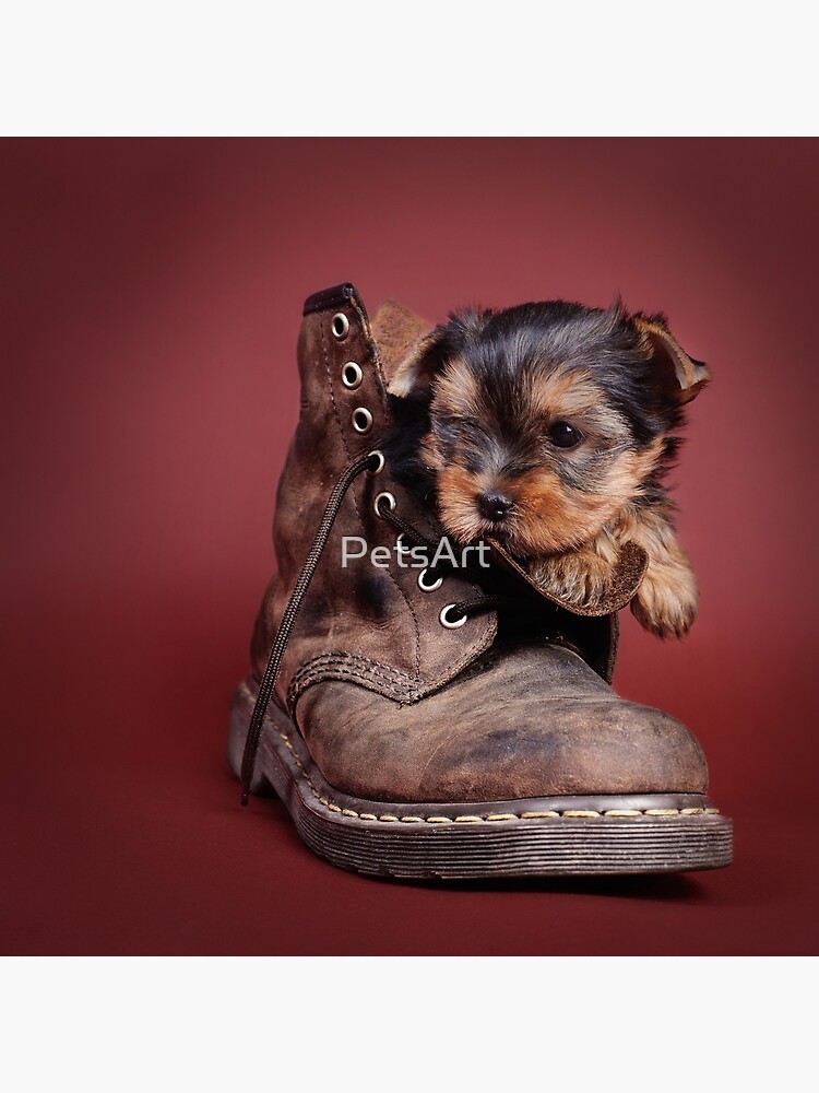 yorkie boots