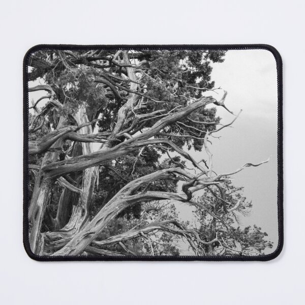 Item preview, Twisted Pine designed and sold by HausHatfield.