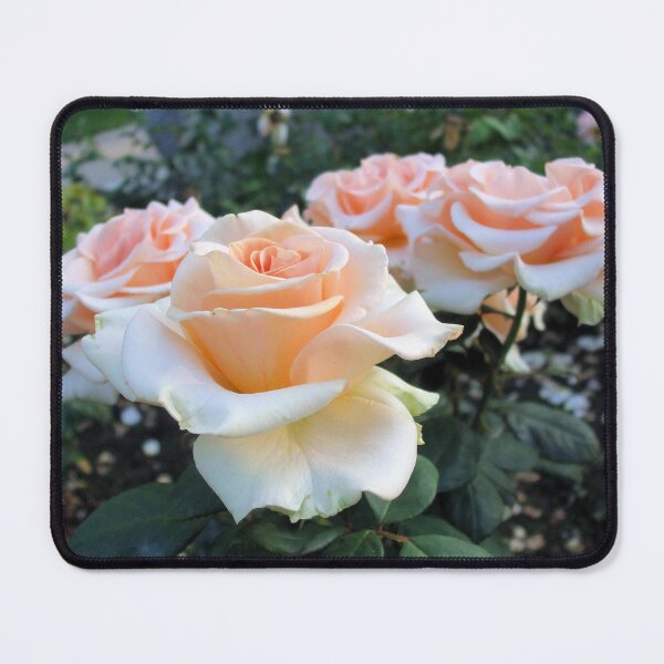 Item preview, Roses 9: salmon-pink roses. designed and sold by Dustwood-Media.