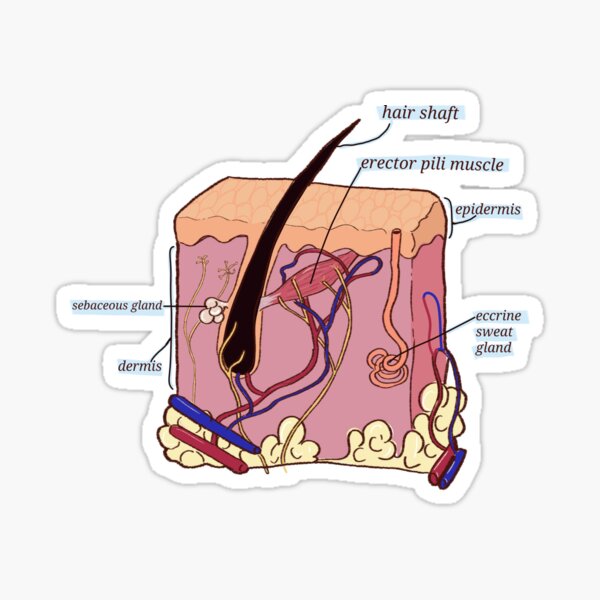 Vista previa del artículo con la obra «Ilustración de la anatomía de la piel y el cabello», diseñado y vendido por Madie Kay.