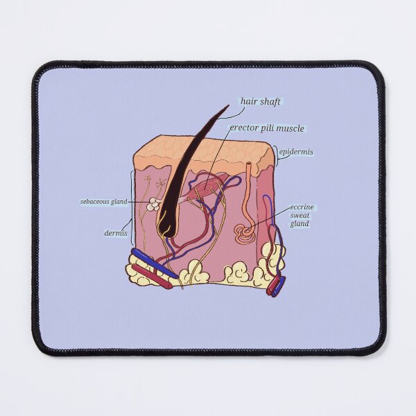 Item preview, Hair skin anatomy illustration designed and sold by Madie Kay.