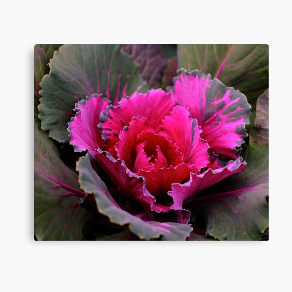 Cabbage Plant Canvas Print