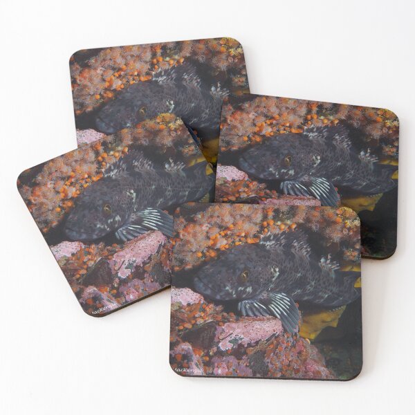 Item preview, A Coy Cod designed and sold by SalishSeascapes.