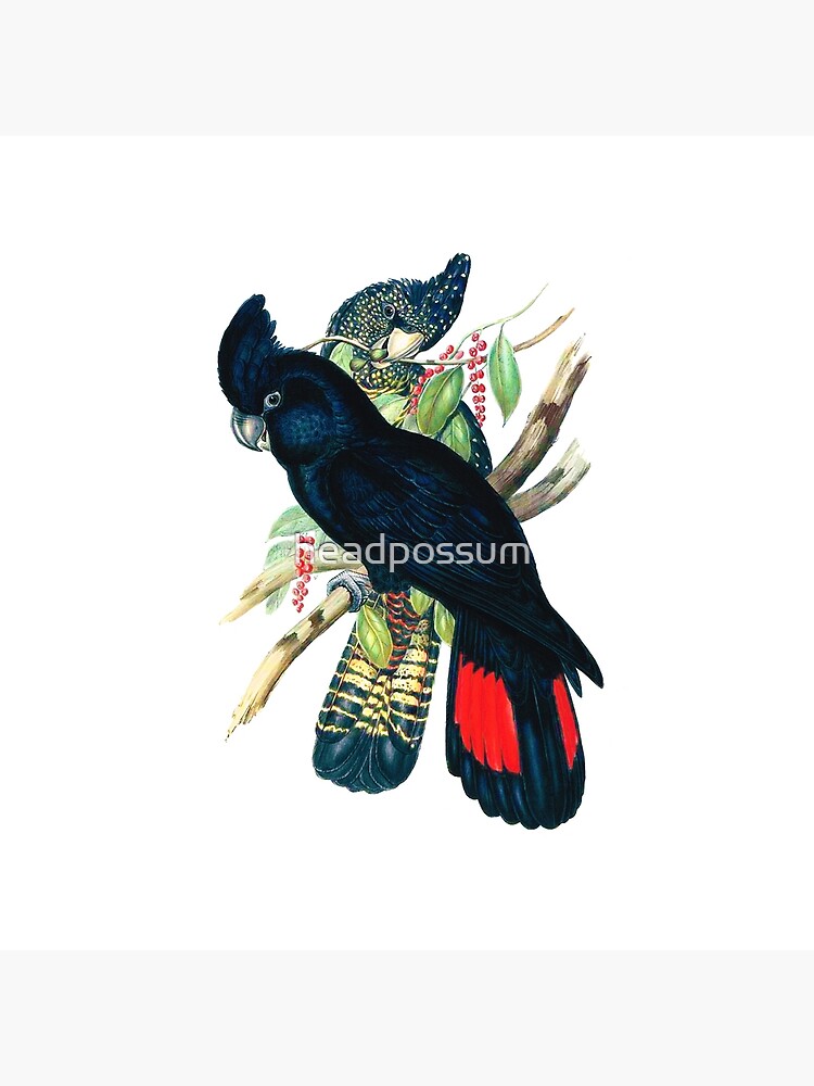 Thumbnail 4 of 4, Pillow, Australian Banksian Black Cockatoo designed and sold by headpossum.