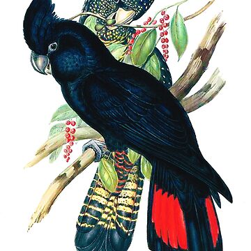 Artwork thumbnail, Australian Banksian Black Cockatoo by headpossum