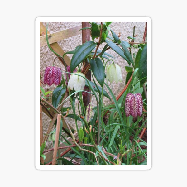 White And Snakes Head Fritillaries Sticker