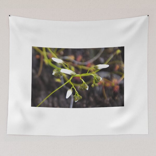 Item preview, Drosera stolonifera (Leafy sundew) designed and sold by lezvee.