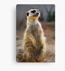 Meerkat Sentinel Canvas Print