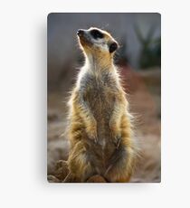 Meerkat Sentinel Canvas Print