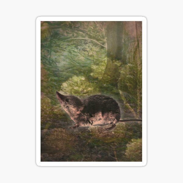 Shrew Forest Animal Woodland Digital Art Sticker